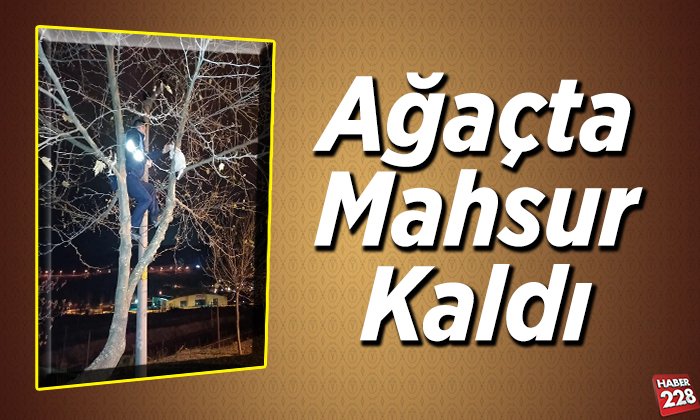 Ağaçta mahsur kaldı