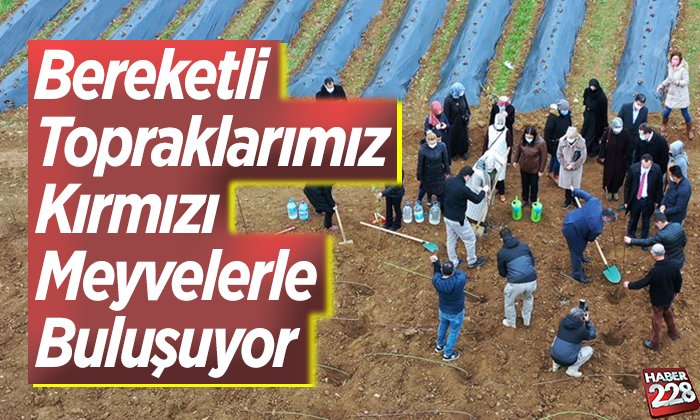 Bereketli topraklarımız kırmızı meyvelerle buluşuyor
