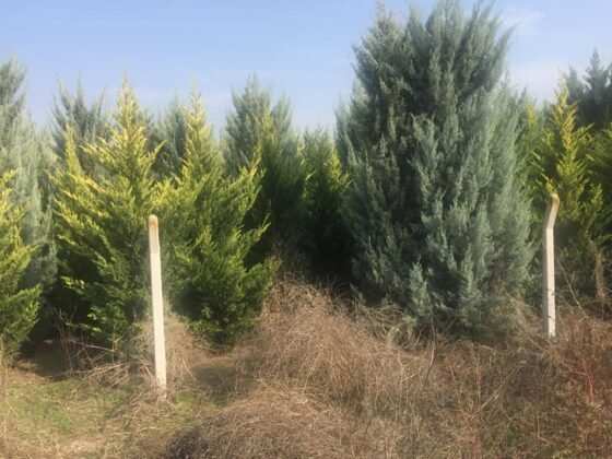 Osmaneli belediyesi koronavirüsten hayatını kaybedenler için 75 bin ağaç dikti (2)