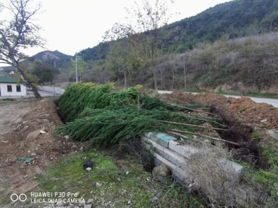 Osmaneli belediyesi koronavirüsten hayatını kaybedenler için 75 bin ağaç dikti (27)
