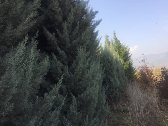 Osmaneli belediyesi koronavirüsten hayatını kaybedenler için 75 bin ağaç dikti (29)
