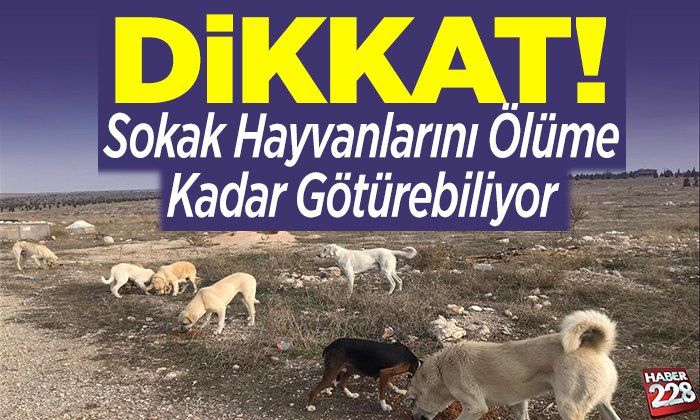 sokak hayvanlarını ölüme kadar götürebiliyor