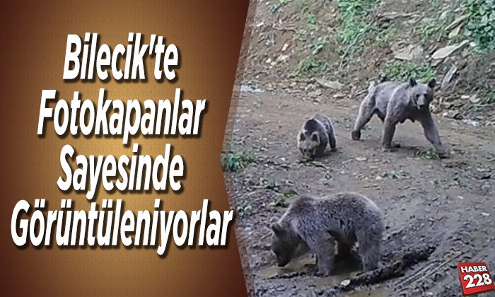 Bilecikte fotokapanlar sayesinde görüntüleniyorlar