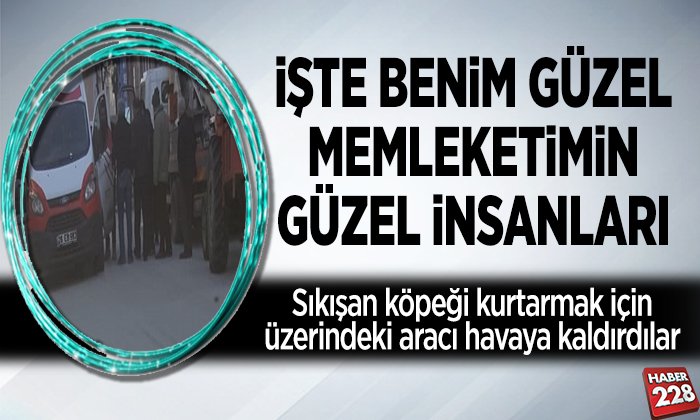 Sıkışan köpeği kurtarmak için üzerindeki aracı havaya kaldırdılar