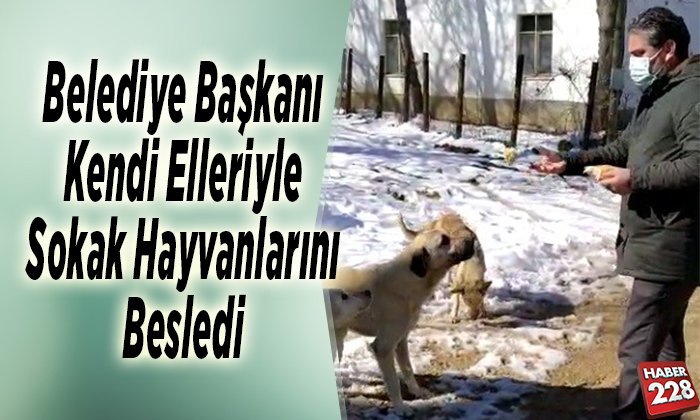 Belediye başkanı kendi elleriyle sokak hayvanlarını besledi