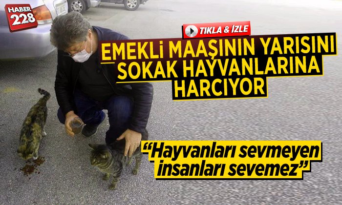 sokakhayvanları