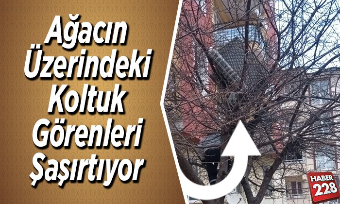 ağacın üzerindeki koltuk görenleri şaşırtıyor