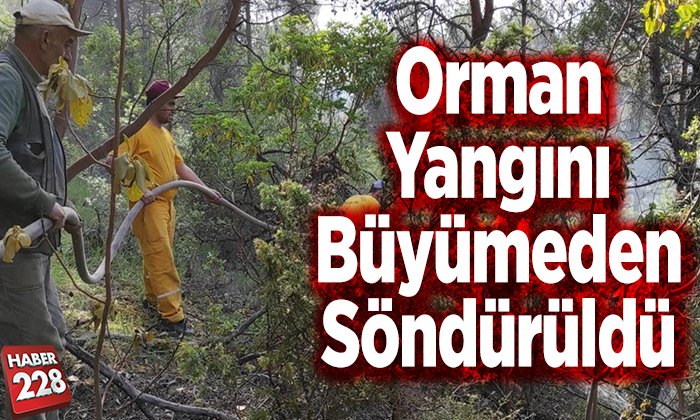 Orman yangını büyümeden söndürüldü