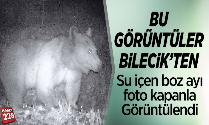 Su içen boz ayı foto kapanla görüntülendi