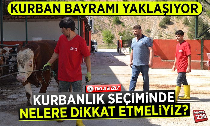 bilecik-kurbanlık-7renk