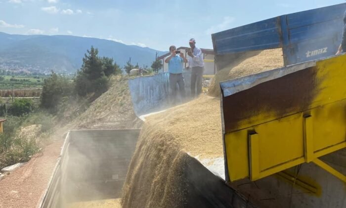 OSMANELİ TOPTANCI HALİNDE BUĞDAY VE ARPA ALIMLARI BAŞLANILDI