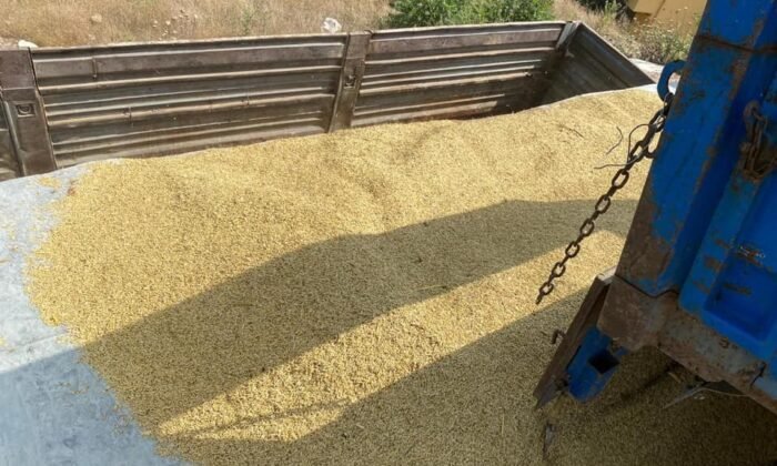 OSMANELİ TOPTANCI HALİNDE BUĞDAY VE ARPA ALIMLARI BAŞLANILDI