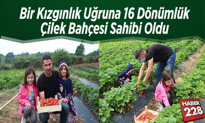 Bir Kızgınlık uğruna 16 dönümlük çilek bahçesi sahibi oldu