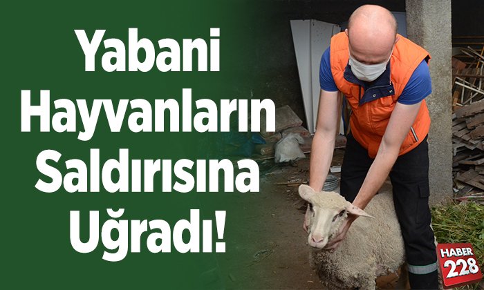 Yabani hayvanların saldırısına uğradı