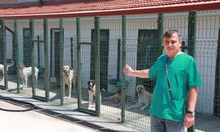 Bu köpekleri beslemenin cezası 11 bin TL