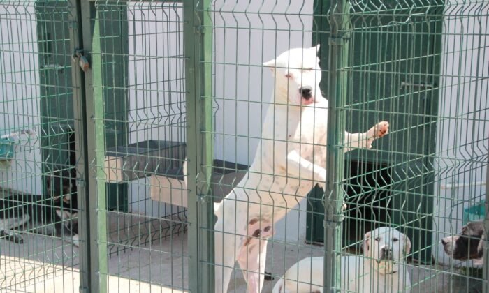 Bu köpekleri beslemenin cezası 11 bin TL