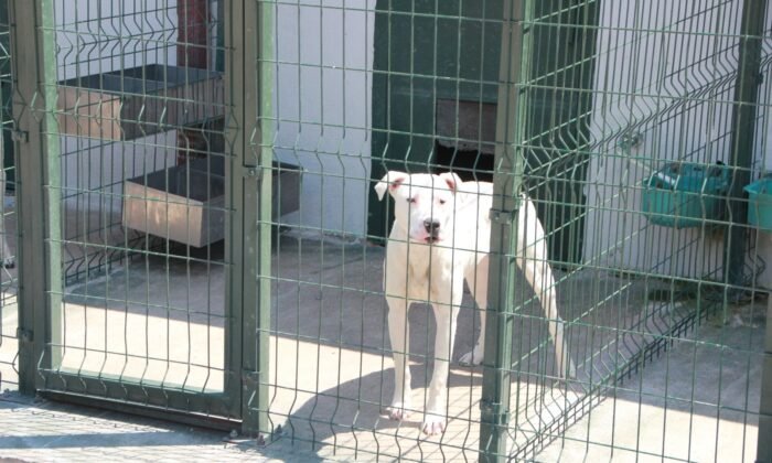 Bu köpekleri beslemenin cezası 11 bin TL