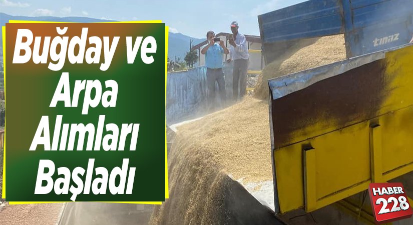 buğday ve arpa alımları başlanıldı