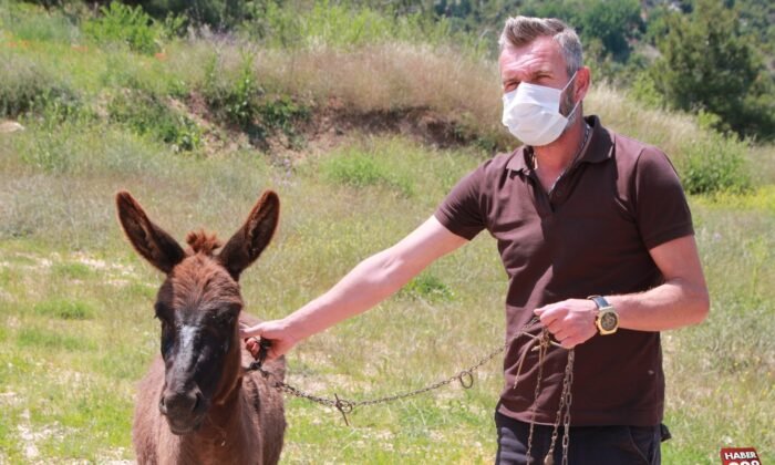 Tedavisi tamamlanan "Kadife" yeni sahibini bekliyor