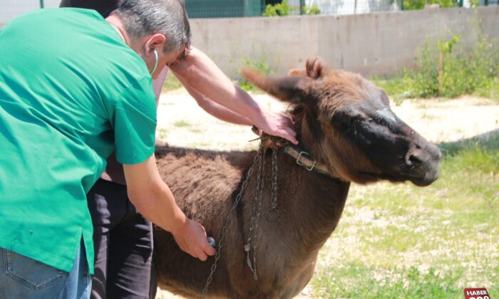 Tedavisi tamamlanan "Kadife" yeni sahibini bekliyor