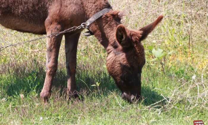 Tedavisi tamamlanan "Kadife" yeni sahibini bekliyor