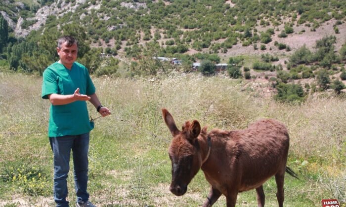 Tedavisi tamamlanan "Kadife" yeni sahibini bekliyor