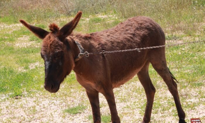 Tedavisi tamamlanan "Kadife" yeni sahibini bekliyor