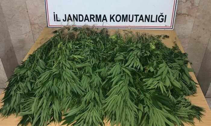 BAL KABAĞI TARLASI İÇİNE KENEVİR BİTKİSİ DİKEN ŞAHIS YAKALANDI