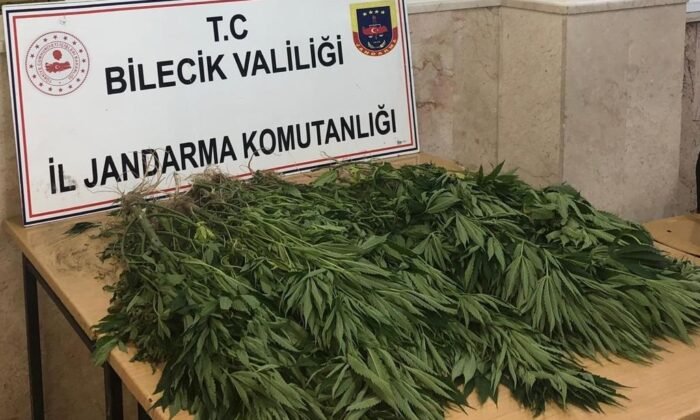 BAL KABAĞI TARLASI İÇİNE KENEVİR BİTKİSİ DİKEN ŞAHIS YAKALANDI