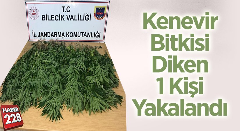 Kenevir bitkisi diken 1 kişi yakalandı