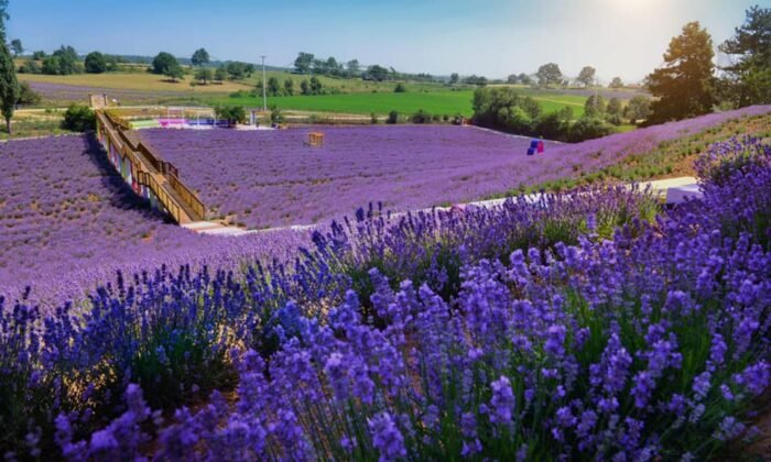 Lila Lavanta Bahçesi, evlenen çiftlerin mekanı oldu