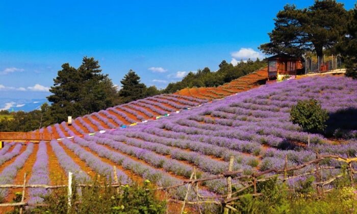 Lila Lavanta Bahçesi, evlenen çiftlerin mekanı oldu