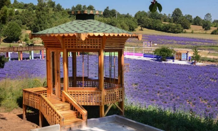 Lila Lavanta Bahçesi, evlenen çiftlerin mekanı oldu