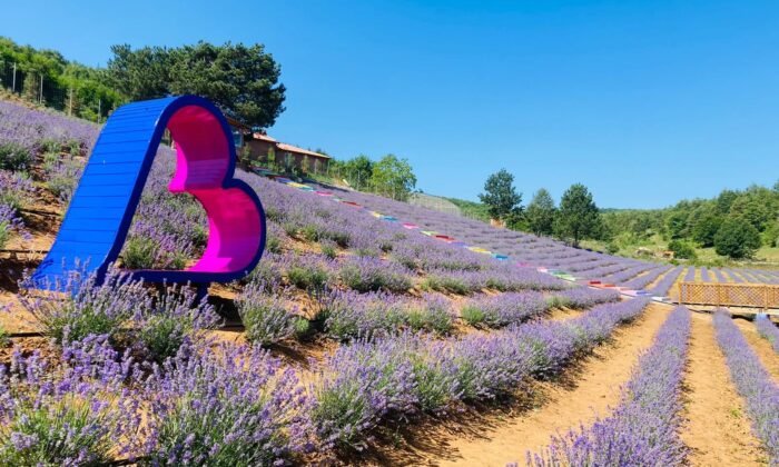 Lila Lavanta Bahçesi, evlenen çiftlerin mekanı oldu