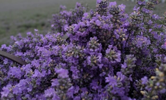 Lila Lavanta Bahçesi, evlenen çiftlerin mekanı oldu