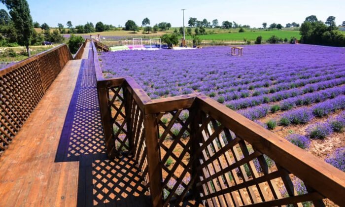 Lila Lavanta Bahçesi, evlenen çiftlerin mekanı oldu