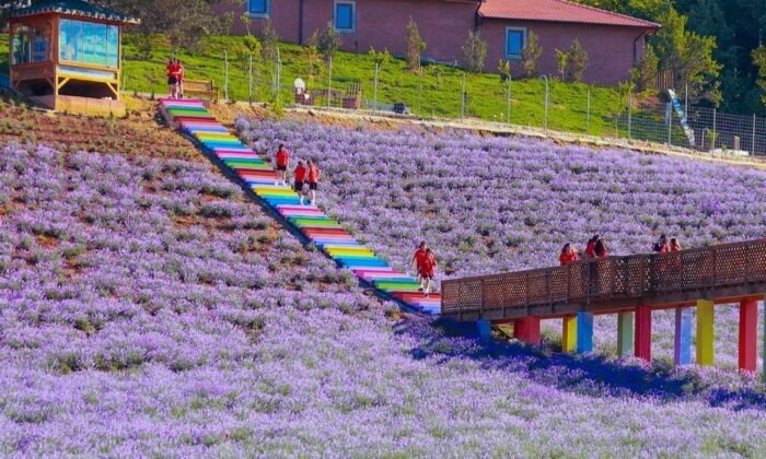Lila Lavanta Bahçesi, evlenen çiftlerin mekanı oldu