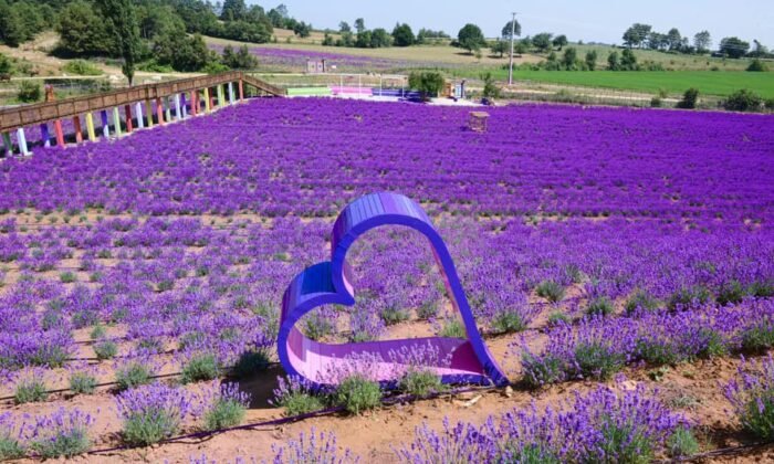 Lila Lavanta Bahçesi, evlenen çiftlerin mekanı oldu