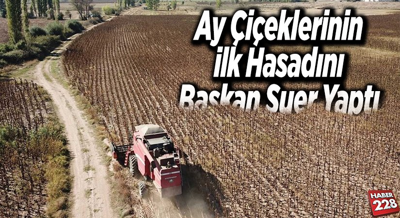Ay çiçeklerinin ilk hasadını Başkan Suer yaptı