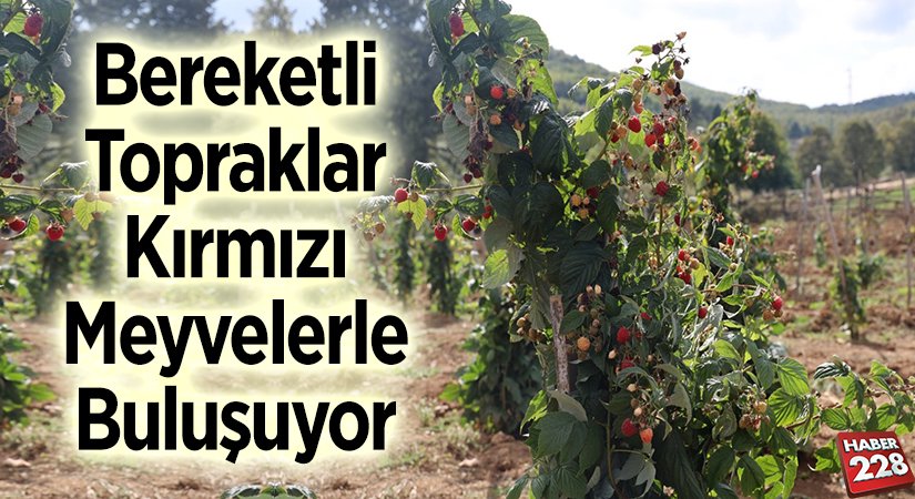Bereketli Topraklar Kırmızı Meyvelerle Buluşuyor