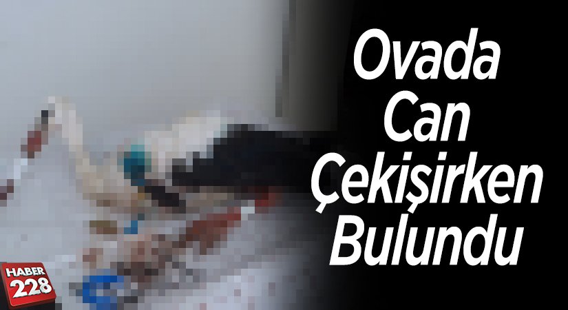 Ovada can çekişirken bulundu