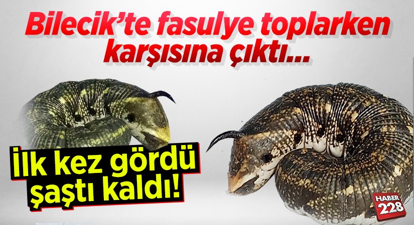 fasulye-toplarken
