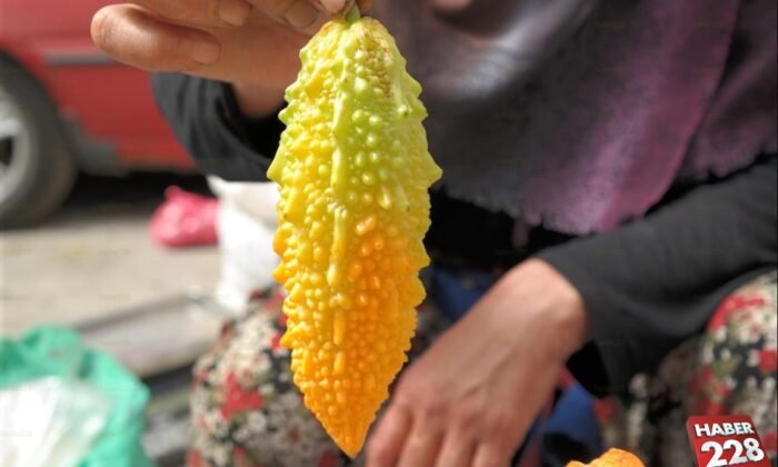 kudret narı yetiştirmeye başladı (1)