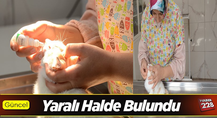 Yaralı Halde Bulundu