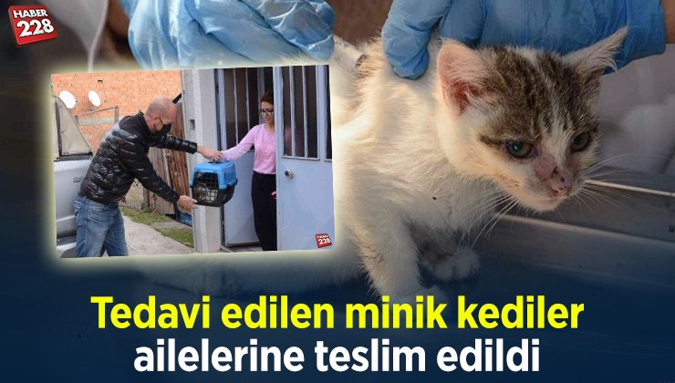 KEDİ