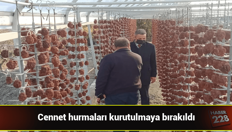 bilecik-haber_hasadinda-sona-gelinen-cennet-hurmalari-kurutulmaya-birakildi.jpg