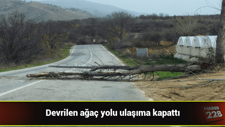 bilecik-haber_inhisar-eskisehir-karayolu-devrilen-agac-yuzunden-bir-sure-ulasima-kapandi.jpg