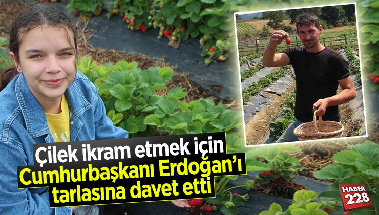 çilek