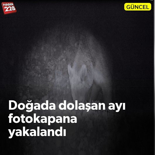 bilecik-haber_dogada-dolasan-ayi-fotokapana-yakalandi.jpg