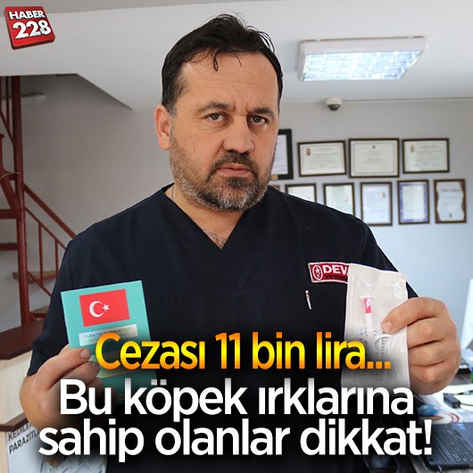kopek